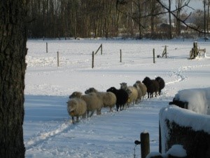 schapen in de sneeuw